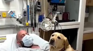 A dog supports its owner in the hospital