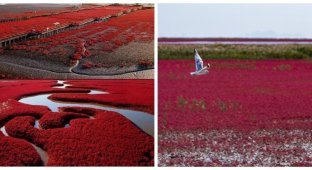 All shades of red on an amazing beach (7 photos)