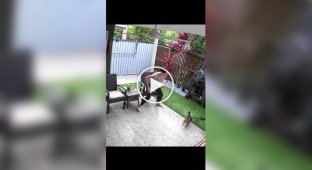 A python attack on a cat was caught on video (lower sound)