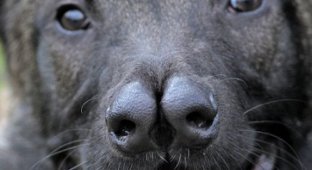 Необычная собака с двойным носом (8 фото)