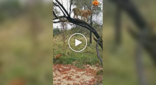 Lioness teaches her cubs to climb a tree