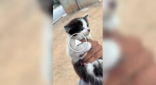 Rescuing a kitten on the road