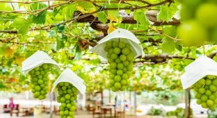 It's More Profitable to Steal Fruits Than Jewelry in Japan (6 pics)