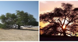 How a mysterious tree has been surviving in the Arabian desert for 400 years (5 photos)