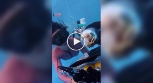 Diving for pets in China