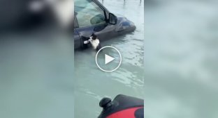 Police rescued a cat that was hanging from a car door handle during a flood