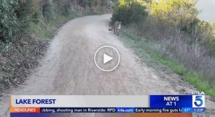 In the US, cyclists encountered a puma on the road