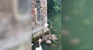 Swans ring a bell to get food