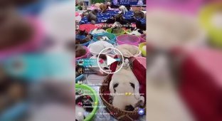Коти заробляють на стримах на потреби притулку