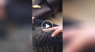 An offended cat