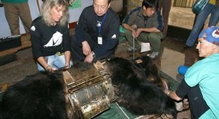 Медведь, спасенный с желчной фермы в Китае (8 фото)