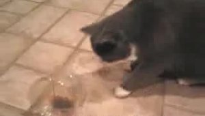 Кошка балуется с мышкой