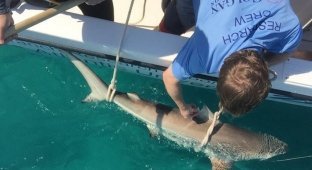 Тысячи акул у побережья Флориды (2 фото + видео)