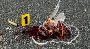 Вымирание пчёл: Миллиарды насекомых гибнут каждый год, а человечество не понимает почему. Что происходит? (5 фото)