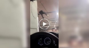 Спроба втечі закінчилася курйозом