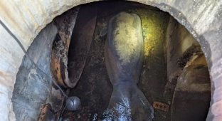 В США в канализации обнаружили 186-килограммового ламантина (3 фото + 1 видео)