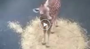 Как кричит детеныш жирафа