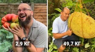 14 photos of vegetables and fruits that got into the Guinness Book of Records as the largest in the world (15 photos)