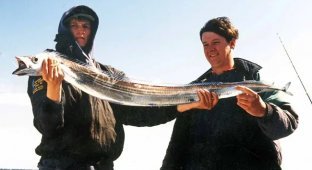 A scimitar fish: its body looks like it's cast from metal (6 photos)