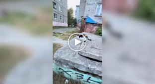 Задиристый хозяин двора