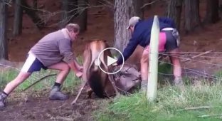 Мужчины с кусачками попытались освободить оленей застрявших в заборе