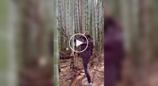 Точная рубка бамбука катаной — демонстрация настоящего мастерства