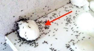 Надежный способ избавиться от ненавистных муравьев в квартире (5 фото)