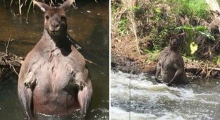 Почему кенгуру такие накачанные? (5 фото)
