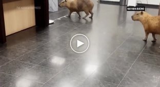 Capybaras wandered into a legislative building in Brazil