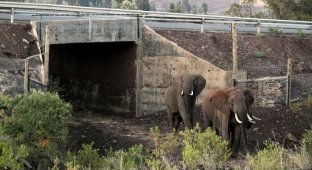 Подземный переход для слонов (4 фото)