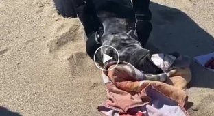 A seal with a rope around its neck was rescued on the beach.