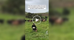 Roll call in the pasture