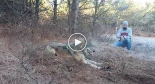 Hunters rescued a wolf caught in a trap