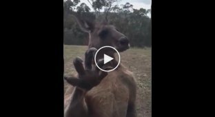 A muscular kangaroo who asks to visit the house
