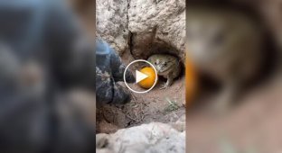 Активна оборона фрукту