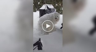 Самоед сладко спит в сугробе