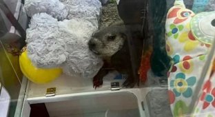 A Live Marmot Was Found in a Soft Toy Machine (4 photos)