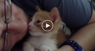 Маленький котенок который обожает поцелуйчики