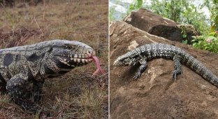 Вторгнення з Аргентини: сотні ящірок розміром із собаку сіють хаос у США (4 фото + 1 відео)