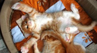 Super breed of Maine Coon cats (24 Photos)