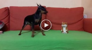 Talk to me, honey. A dog talking to a toy hamster