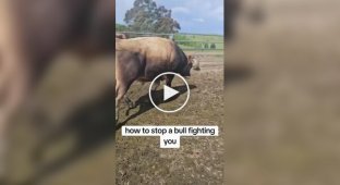 What to do if you encounter an aggressive bull