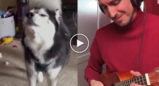 The guitarist played along with the singing dogs