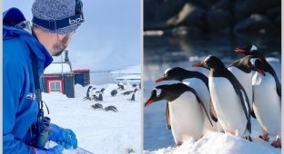 Counting penguins and greeting tourists: how the post office works in Antarctica (9 photos)