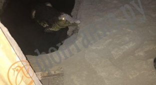 В Санкт-Петербурге в подвале дома заметили крокодила (3 фото)