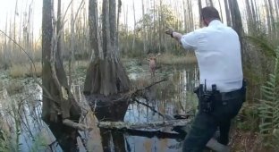 Missing girl found among Florida swamps (5 photos + 1 video)