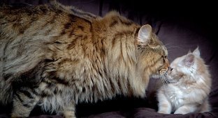 Руперт – самый крупный кот в мире (4 фото)
