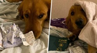 Собака спасла своего владельца от смертельного коронавируса, уничтожив паспорт (7 фото)