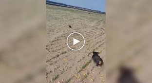 Погоня собаки мисливської породи за диким звіром