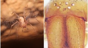 Why blind spiders live in the caves of Israel (5 photos)